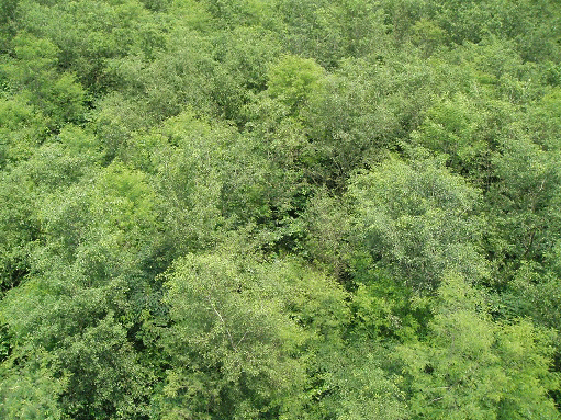 HFS site photos
